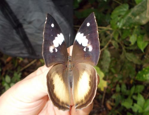 Kallimoides rumia jadyae
