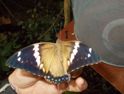 Common Blue Charaxes