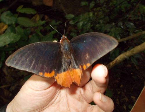 Flame-bordered Emperor