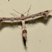 Lantana Plume Moth - Photo (c) Jean and Fred Hort, all rights reserved, uploaded by Jean and Fred Hort