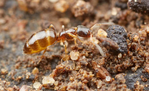 Plagiolepis vanderkelleni tricolorPlagiolepis vanderkelleni tricolor