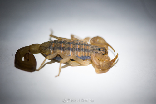 Centruroides limpidus