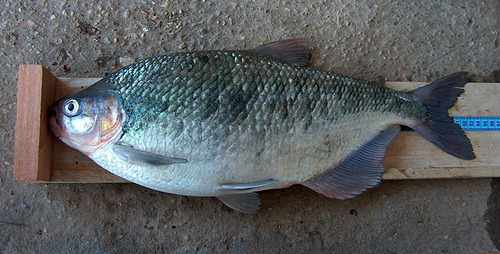 Macabi Tetra