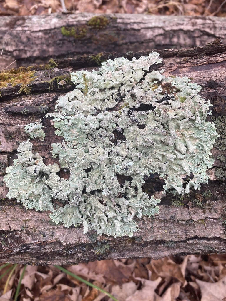 common greenshield lichen from Simcoe County, ON, Canada on November 5 ...