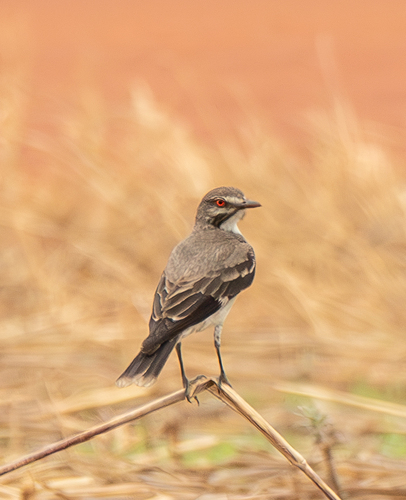 Grey Monjita