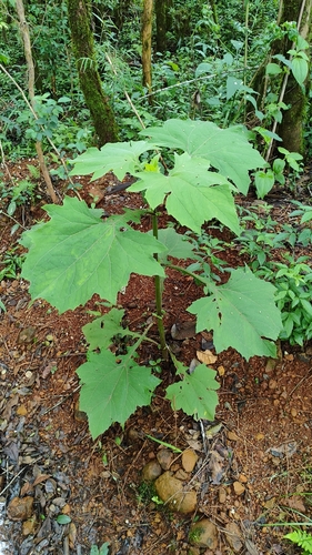 Smallanthus araucariophilus