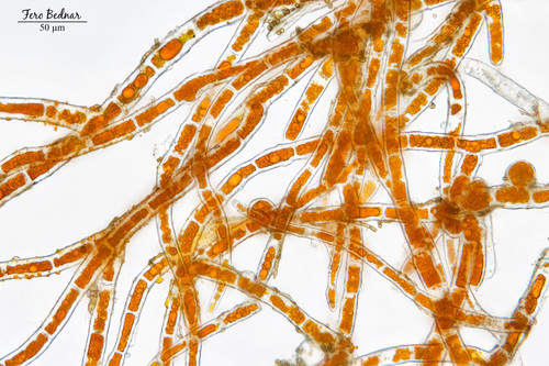 Trentepohlia aurea