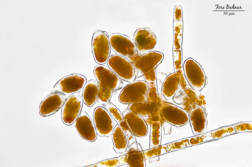 Trentepohlia aurea