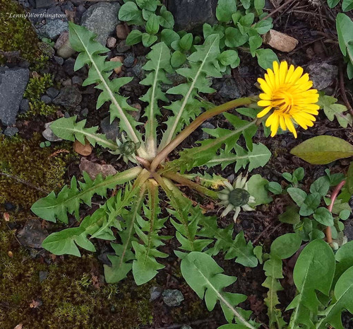 close-lobed dandelion (Taraxacum densilobum)