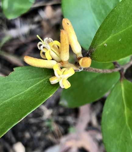 Persoonia laurina Pers.