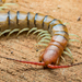 Giant Centipedes - Photo (c) Adam Brice, all rights reserved, uploaded by Adam Brice