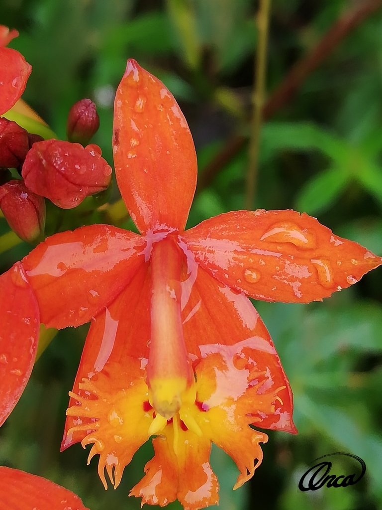 Estrella de Fuego (Epidendrum radicans) · iNaturalist Panamá
