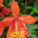 Fire-star Orchid - Photo (c) llimi sanchez, all rights reserved, uploaded by llimi sanchez