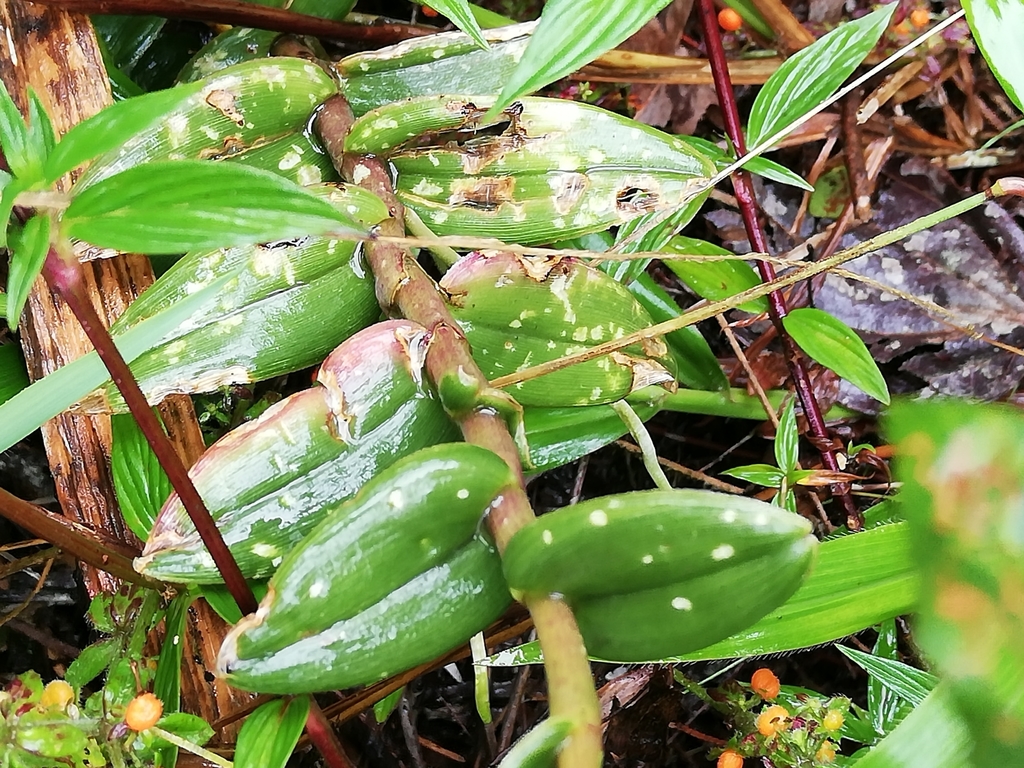 Estrella de Fuego (Epidendrum radicans) · iNaturalist Panamá