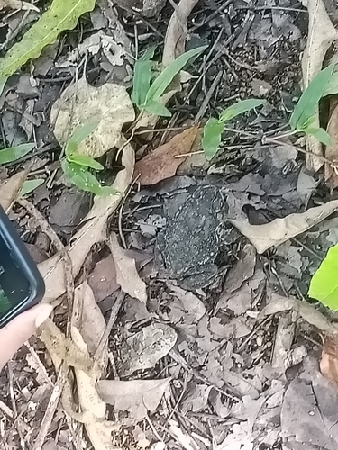 Asian Common Toad
