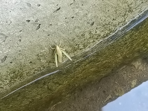 Spathosternum prasiniferum