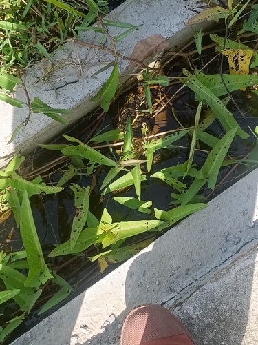 Water Morning Glory