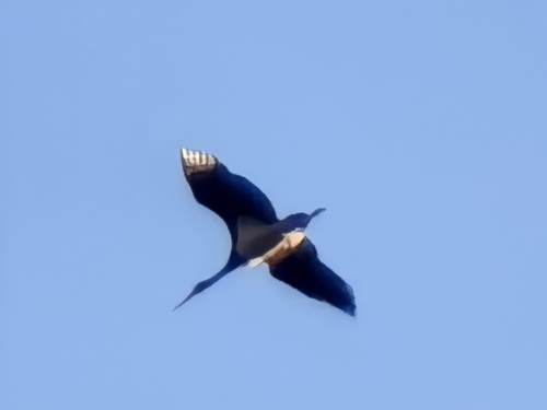 Black Stork