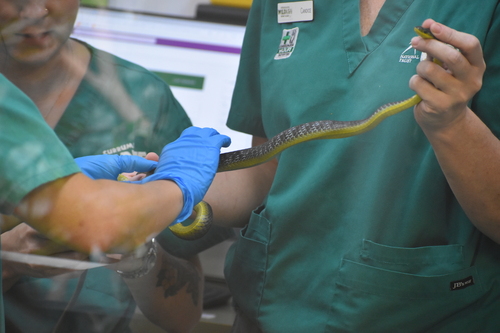 Common Tree Snake sighting