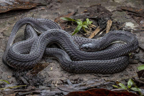 Central African Forest File Snake