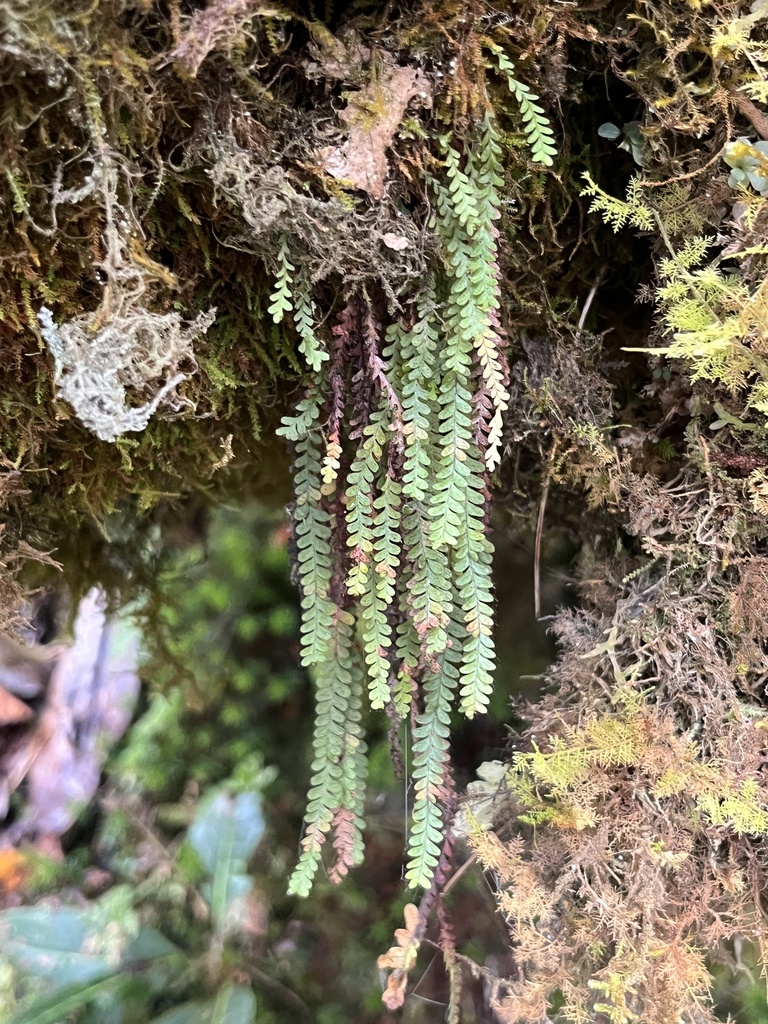 Micropolypodium sikkimense (Micropolypodium sikkimense)