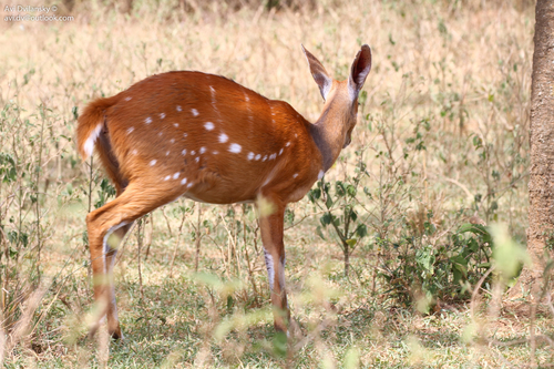 Northern Bushbuck