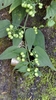 Rubia linii - Photo (c) 古國順, all rights reserved, uploaded by 古國順