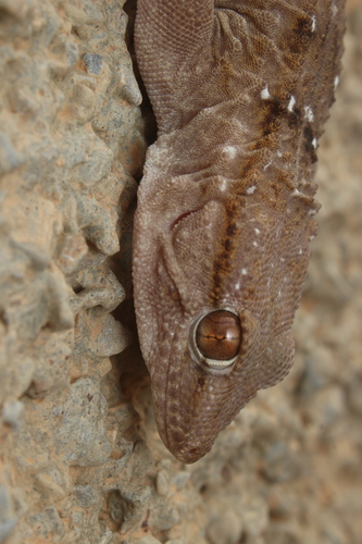 Ringed Wall Gecko