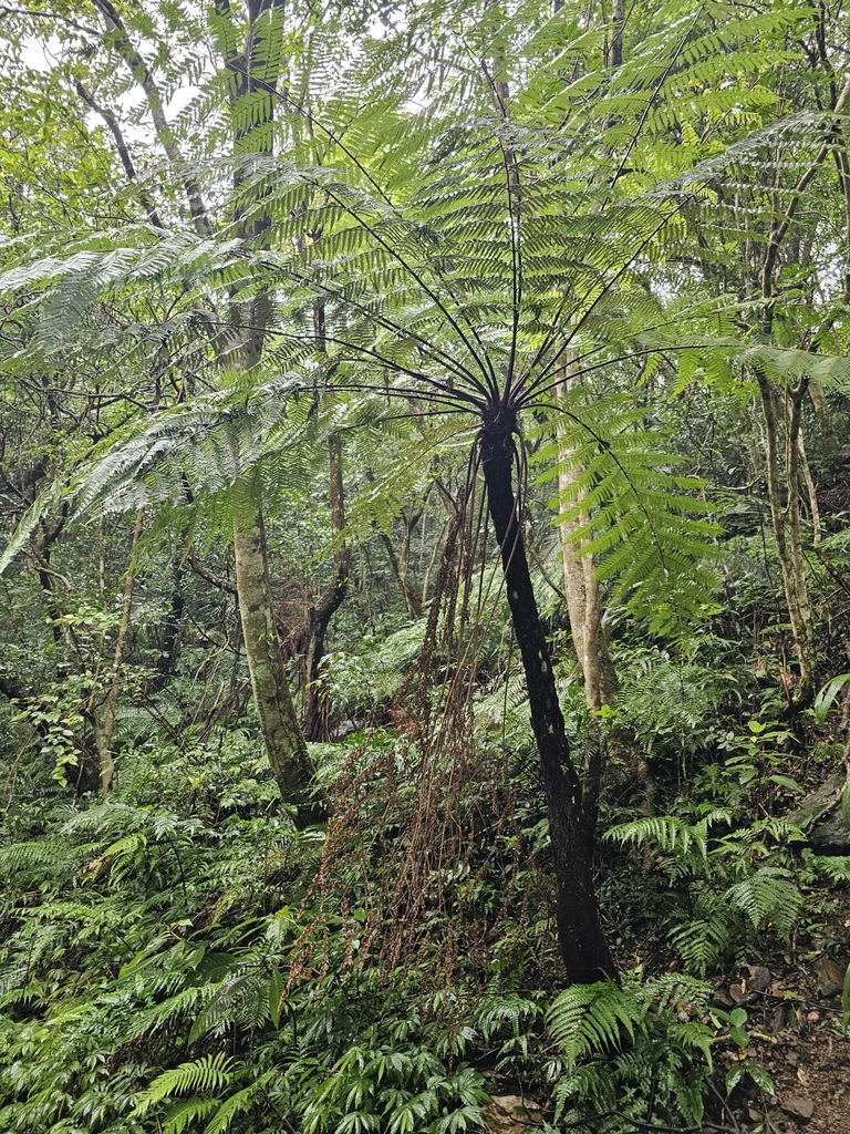 Alsophila spinulosa (Alsophila spinulosa)