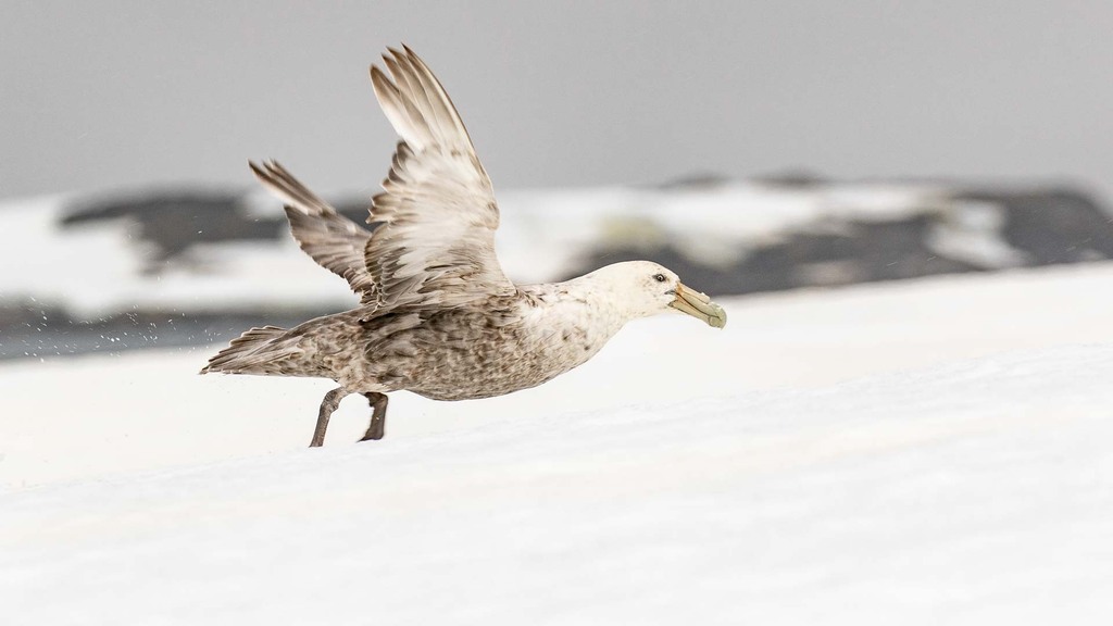 Southern Giant Petrel · Riesensturmvogel · Pétrel Géant · 巨鹱 (HX ...