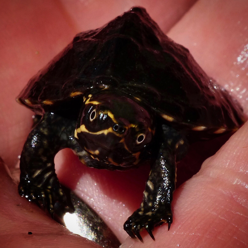 Eastern Musk Turtle from 122 Zakelo Rd, Harrison, ME, US on August 06 ...