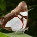 Mariposa Estandarte Blanco de Bandas Rojas - Photo (c) Jon Church, todos los derechos reservados, subido por Jon Church