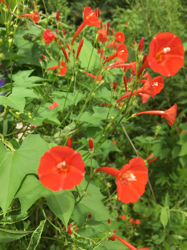 scarlet creeper