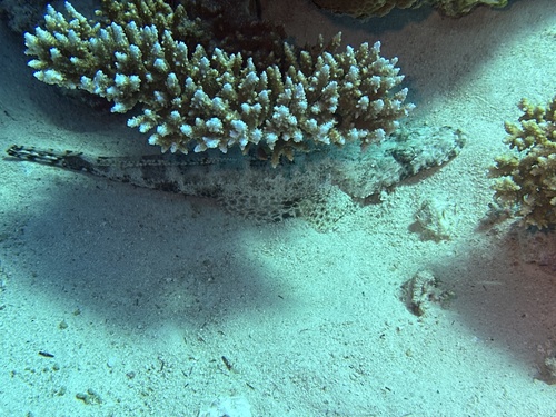 Indian Ocean Crocodilefish — seen at this dive site