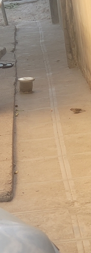House Sparrow