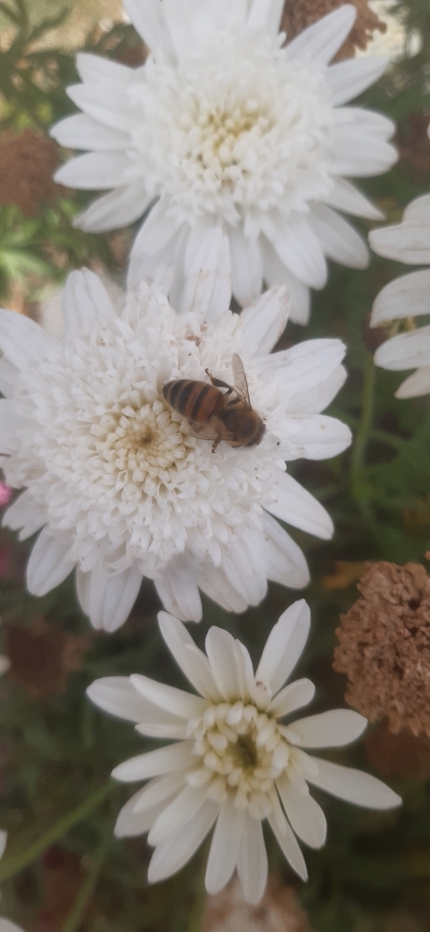 Western Honey Bee from Parque Ecológico de Los Pinos - Cochas Chico ...