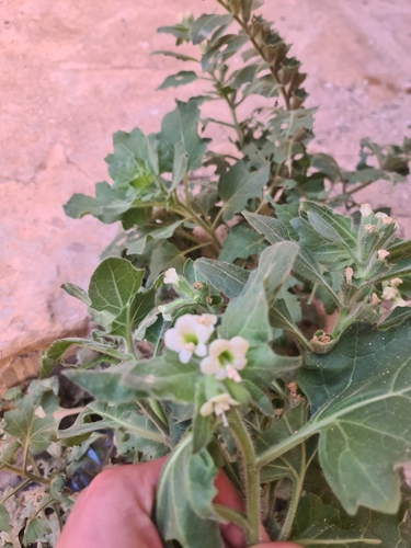white henbane