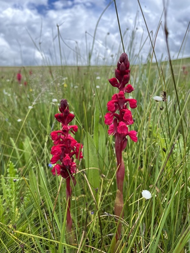 Satyrium robustum