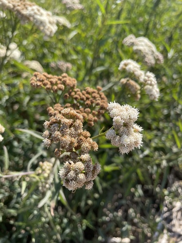 Douglas's False Willow