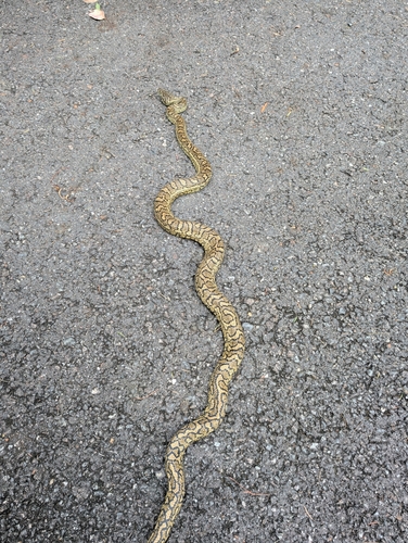 Coastal Carpet Python sighting