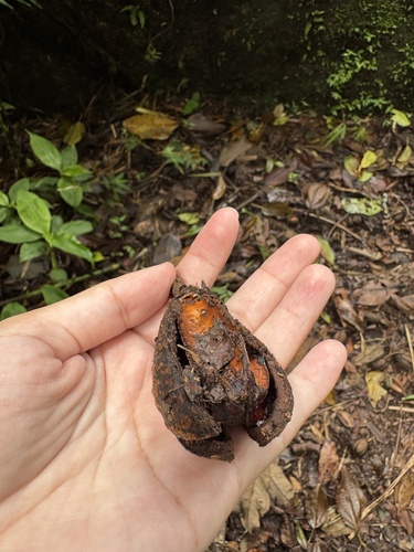 Cedrela tonduzii - Whole tree