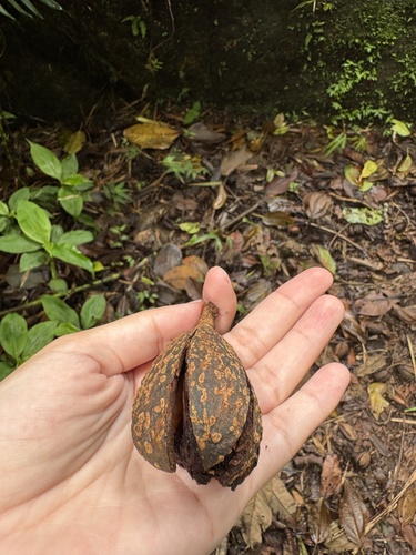 Cedrela tonduzii - Fruit