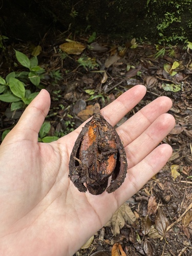 Cedrela tonduzii - Leaves