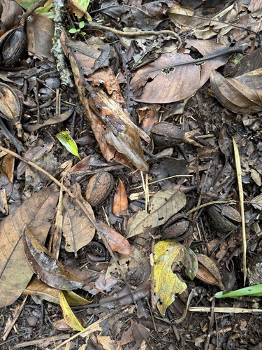 Cedrela tonduzii - Whole tree