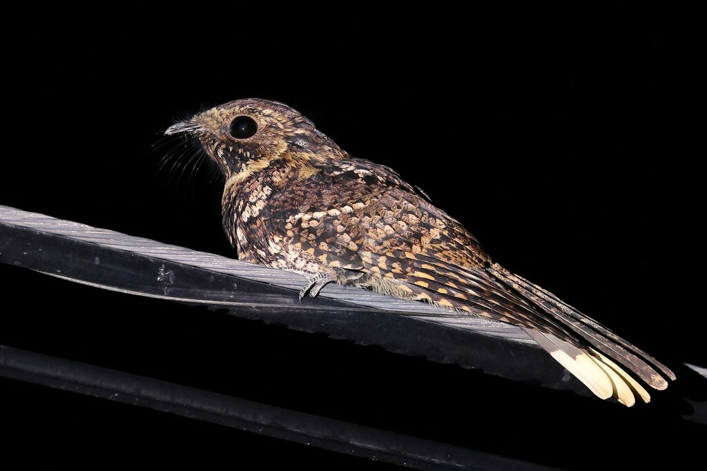 Puerto Rican Nightjar (Antrostomus noctitherus) photo