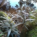 Mollinedia stenophylla - Photo (c) Guilherme, todos los derechos reservados, subido por Guilherme
