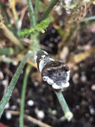 Western Giant Swallowtail
