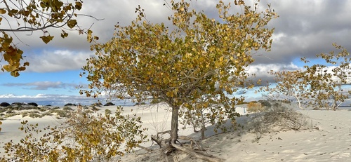 iNaturalist observation 2024-11-07