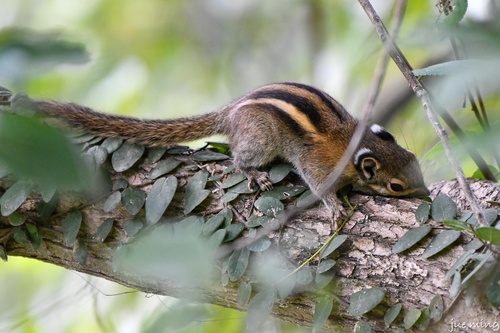 Maritime Striped Squirrel