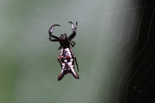 Micrathena margerita
